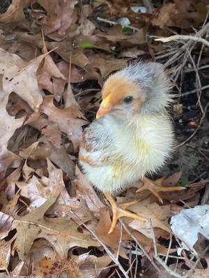 A post by @toilandtrouble77 on TikTok caption: Yes I live in the backwoods where we have Walmart chickens..WTF am I gonna do with a #chicken! I ordered a heat lamp and went and got feed 🤷‍♀️