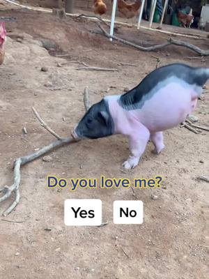 A post by @animalworld_us on TikTok caption: #vdongzc #pig