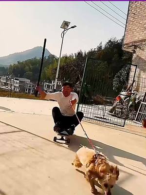 A post by @funny.studios on TikTok caption: Dog pulling skateboard🛹#dog #pet #funny2022 #meme #funnyfamily