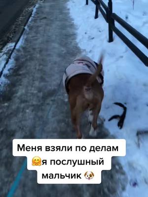 A post by @astbrayt on TikTok caption: Жду критики , что нельзя с собаками по магазинам ходить 😏