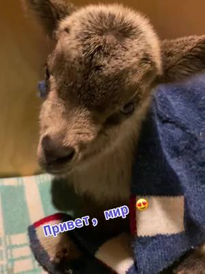 A post by @kk_one_dream on TikTok caption: Я потихоньку становлюсь сильно многодетной мамкой фермером😍 господи, это чудо чудесное - появление новой жизни❤️ #козочка #деньрождения #родилась #мояконюшня #мамаша_конник #новаяжизнь #козадереза #сильвия #малая