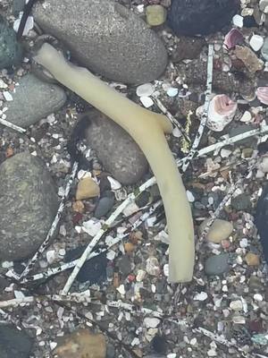 A post by @mady.haa on TikTok caption: What are those? #omg #creature #wtf #ocean #lowtide #guess #whatisthis #live #dead #moving #explore #unusual #what #OhNo #scary #ew #yuk #wth #noway