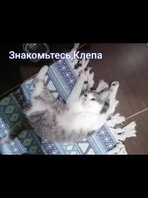 A post by @zabota_58 on TikTok caption: Красавица Клепа