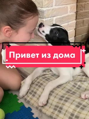 A post by @shelterdogheart on TikTok caption: #приветиздома #приютсобачьесердце #дом #доброесердце #счастье #зооволонтер #помощьживотным #фиестачелябинск