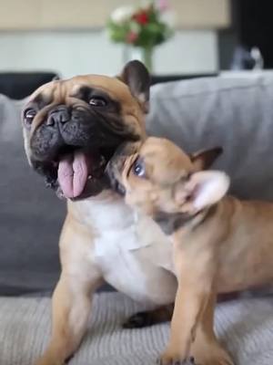 A post by @alexgpj.z on TikTok caption: Pelea de Titanes entre Padre e Hijo Comenten un 🥊 #bulldogfrances