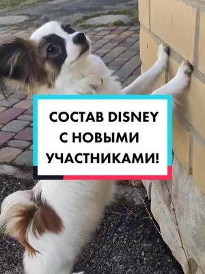 A post by @disney.doggy on TikTok caption: Хотели бы к нам в команду?) #состав #хаус #вреки #догхаус #собачники #мясо #кавалерсава #породы #наборзакрыт #disney_doggy #собаки