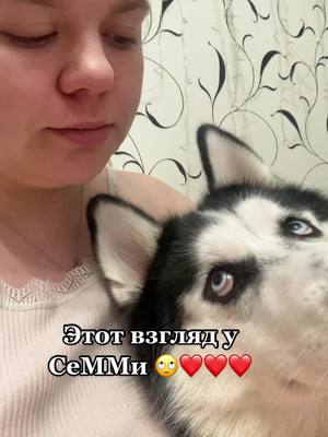 A post by @haski_semmi on TikTok caption: #хаски #хаскиСеММи #приколы #хаскиприколы #хаскивидео