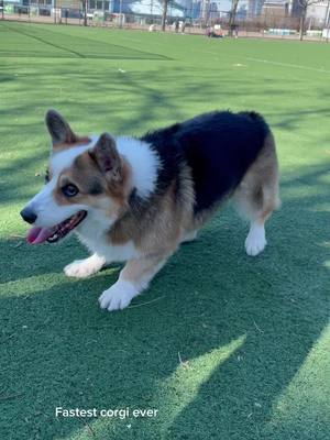 A post by @paulthecorgi on TikTok caption: Paul should be a goalie #dancingcorgi #paulthecorgi #corgis