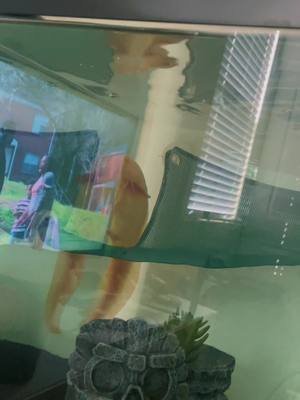 A post by @coleofthesalamander on TikTok caption: Putting my desk next to his tank was a great idea