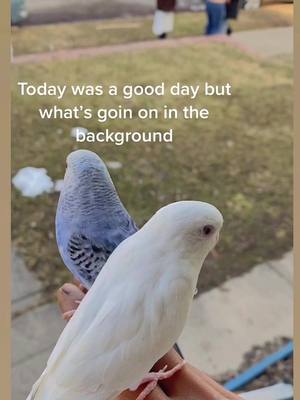 A post by @minking on TikTok caption: What’s goin on in the background! #today #animals #budgies #trend #tiktok