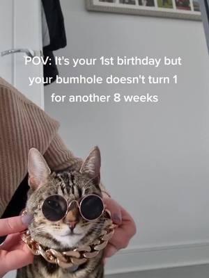 A post by @nothing_toulouse_cat on TikTok caption: Go Borty it's your birthday 🐾🎂🎁 #materialgworl #fyp #catsoftiktok #floof #miracle