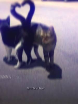 A post by @murblechar on TikTok caption: mandaglielo..#murblechar #cat #funny #Love