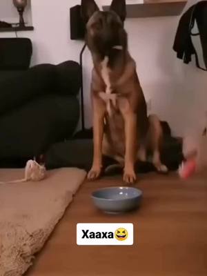 A post by @very.funnymoments on TikTok caption: #video #смешноевидео #рек #funnymoments #смешныемоменты #funnyvideos