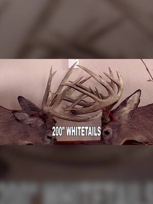 A post by @applecreekwhitetails on TikTok caption: #applecreekwhitetails #primaleats #bbd #buckfight #buckmount #typical #monsterbucks #wild #primaleats #hunting #hunter #deerhunting #whitetail #viral