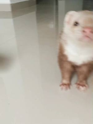 A post by @chesterelhuron on TikTok caption: Esa coshita, esa coshita 🥰 #huron #ferret #badbunny