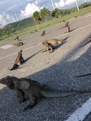 A post by @joseperezard on TikTok caption: AQUI CON LOS DINOSAURIOS 🤣