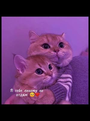 A post by @ali.naoffice on TikTok caption: #р❤️е❤️к❤️о❤️м❤️е❤️н❤️д❤️а❤️ц❤️и❤️и❤️