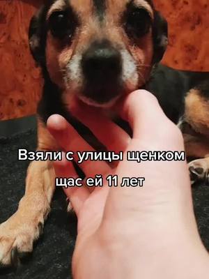 A post by @doggi_buda on TikTok caption: #памогите #непролистывай #собака #плачет #популярное #dogs #dog #iloveyou #пинчеры #пинчер #старушка #хочуесть😭 #взялисулицы #бросилищенка #подобрали