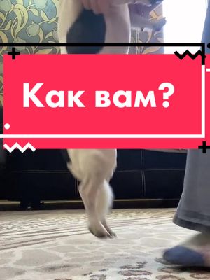 A post by @_fun_animals_house_ on TikTok caption: Эвелина/Эрик\ #рек #рекомендации #рекомандация