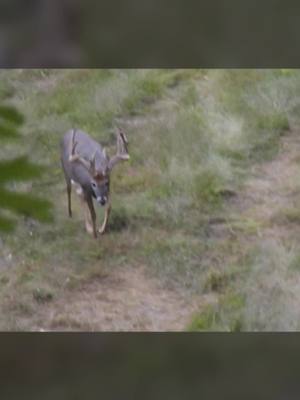 A post by @applecreekwhitetails on TikTok caption: Are you a bow hunter? #bowhunting #bowhunter #hunting #hunter #whitetail #deer #applecreekwhitetails #primaleats #deerhunting #fyp #monsterbucks #tree