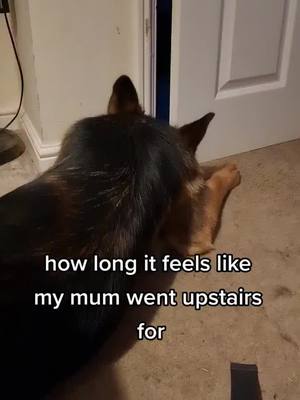 A post by @germanshepherdrosie on TikTok caption: I'm pretty sure she's left me forever... #gsd #germanshepherd #gsdmum #gsdmom #dogtok #puptok #dogmomlife #dogmom #dogmoments #doglife