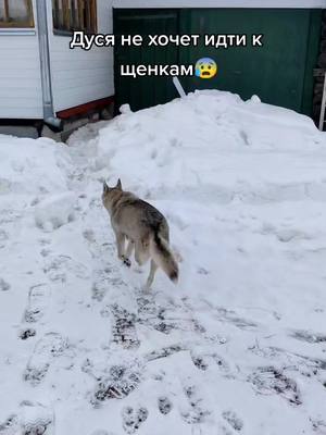 A post by @ on TikTok caption: Дуся все мечется, а к щенкам не идёт...  Хотя, ночевать предпочитает не в доме, а в логове. Не пойму ее поведение!🤷🏼‍♀️#трехлапаясобака #трехлапочка #люблюсобакбольшечемлюдей #брошеннаясобака #бездомныесобаки