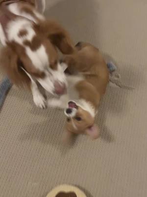 A post by @jammycorgi on TikTok caption: #corgipuppy #corgisoftiktok #corgisdoingthings