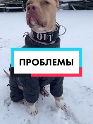 A post by @disney.doggy on TikTok caption: Хотите вторую часть?🔥 #собаки #живодер #вреки #проблемыввоспитании  #борцовскиепороды #бойцовскаясобака #disney_doggy #догхаус