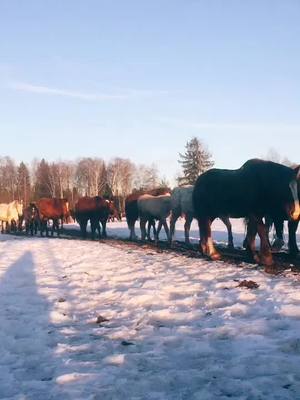 A post by @horsesfromkskballada on TikTok