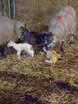 A post by @katiekayekai on TikTok caption: first lambs of the season and she had quads! #quadruplets #lambing2022