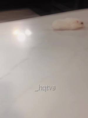 A post by @_hqtvs on TikTok caption: Sorry I had to do this on my hamster 💯👀👌