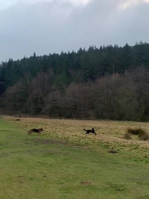 A post by @tuckerw_gsd on TikTok caption: Derwent Dam, wait till the end for a zoomies… #germanshepherd #dog #hiketok #ukadventure #fyp #dogsoftiktok #doglife #trending #zoomies