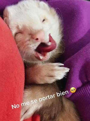 A post by @chesterelhuron on TikTok caption: No me se portar bien😭😭 #ferret #huron #funny #baby