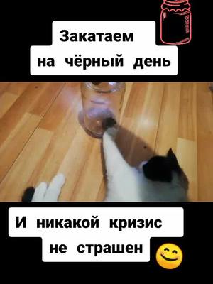 A post by @vitaha_ok on TikTok caption: Кошка и мышка в банке. #топ #рек #котейки😻😺😻 #cats #кошечка