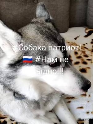 A post by @svetlanaabrikosova on TikTok caption: #намнестыдно🇷🇺россия