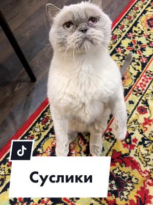 A post by @batonoficially on TikTok caption: Как вам суслики #котбатон #котгучи #дрессировкакота