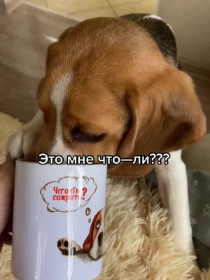 A post by @beaglejesse on TikTok caption: Главное чтобы внутри что-то было😂 #beagle #beaglesoftiktok #beaglelover #dog #dogblog #dogblogger #beaglelife #бигль #бигльлучшаясобака #собака #beaglepuppy