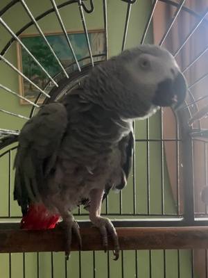 A post by @xx.scoobydoo.xx on TikTok caption: #foryou #foryourpage #fyp #pets #parrot #fypシ #africangreyparrot #foryourpage #singing #pets