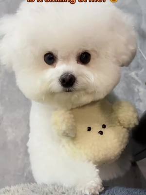 A post by @mia.lovecat on TikTok caption: How can it be so cute?😍😍🥰#foryou #dogsofttiktok #cutedog #dog