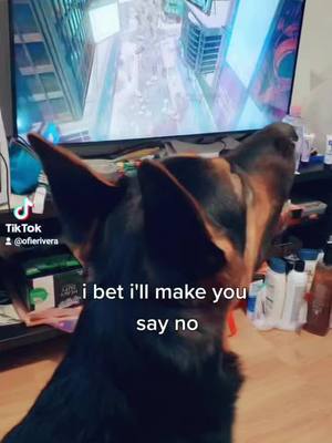 A post by @ofierivera on TikTok caption: did you? #dog #dogs #fyp