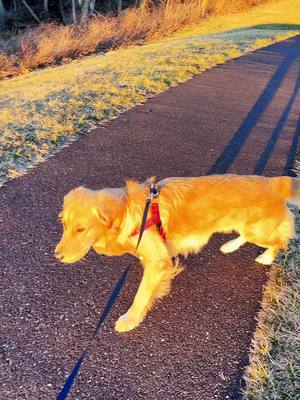 A post by @goldenboyparker on TikTok caption: A golden sunset 🌅 #goldenretriever #goldenboy #goldensoftiktok #dog #doggo