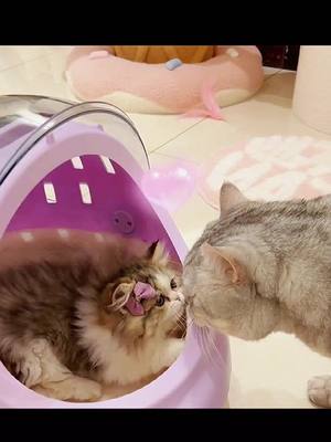 A post by @mia.lovecat on TikTok caption: 🥰🥰🥰#foryou #catsoftiktok #cutecat #lovelycat #lover