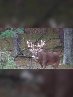 A post by @applecreekwhitetails on TikTok caption: Who’s ready to hunt again? #huntingseason #hunt #hunter #whitetail #bbd #Outdoors #deerhunting #bigbuck #wisconsin #applecreekwhitetails #primaleats