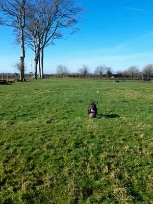 A post by @emmabrown9355 on TikTok caption: Falling like a toddler #fall #dogsofttiktok #fyp #staffy