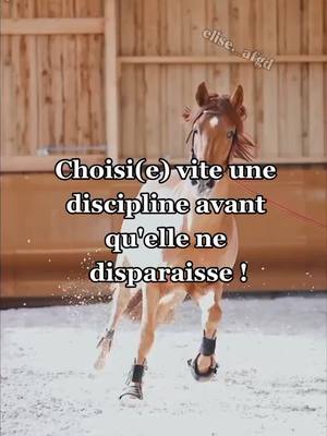 A post by @elise._afgd on TikTok caption: #fypシ #fyp #fyppage #pourtoi #viral #trend #horse #pferd #horseriding #equestrian #equitation #DisneylandParisChallenge #equestrianedits #capcut