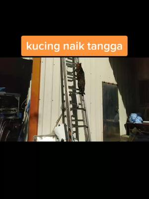 A post by @gadisdesa1012 on TikTok caption: #fypシ #kucing #kucingtiktok