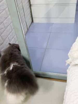 A post by @juicee_vlog on TikTok caption: Hey hey ,clean the glass#CloroxMistChallenge #catsoftiktok #cat #fyp