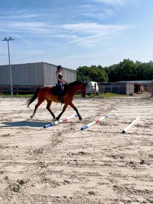 A post by @emma_las_vegas on TikTok caption: Training barre au sol, toujours une caresse après un exercice #training #barreausol #dressage #equitation #soleil #cielbleu #pourtoi #fyp #foryou