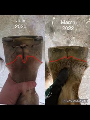 A post by @northgeorgiahoofcare on TikTok caption: Balancing a hoof #farrier #horse #equine #hoof #animal #hooves