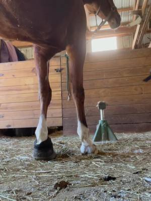 A post by @northgeorgiahoofcare on TikTok caption: One way to use cloud boots #farrier #horse #equine #rehab #hoof #hooves